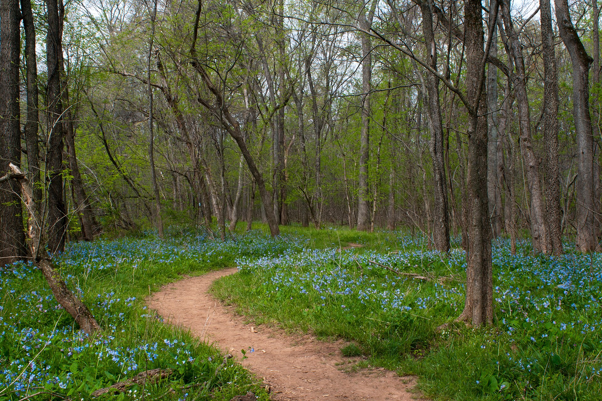 Bluebells along the trail at Bull Run Regional Park near Centreville, Virginia