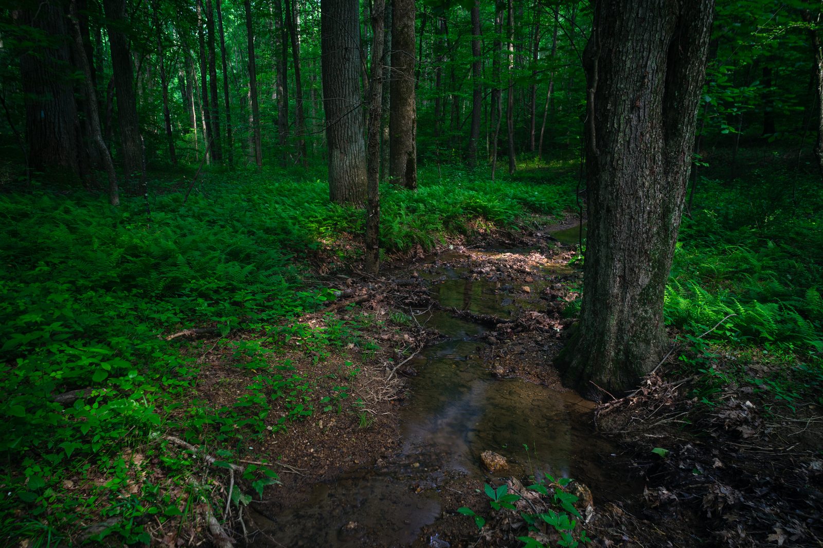 Forest stream in Little Bennett Regional Park near Clarksburg, Maryland