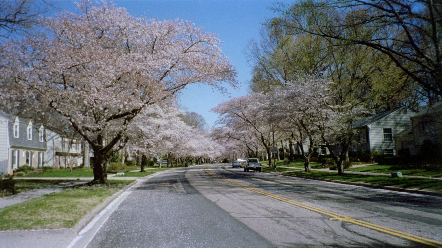 Crofton Parkway in spring with cherry blossoms, Maryland