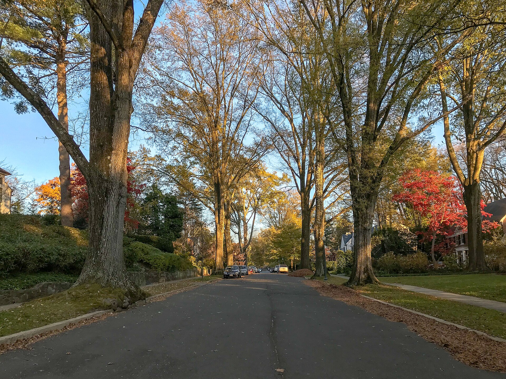Tree-lined Rodman Street in Spring Valley, Washington DC